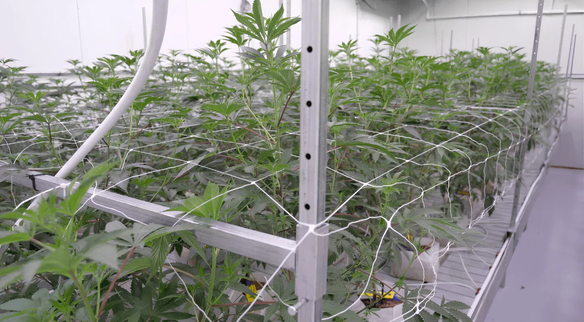 Rostliny konopí v indoor pěstírně Leaf Doctor