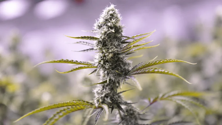 Plano aproximado de uma planta de cannabis em floração, com flores densas cobertas de tricomas, pistilos brancos e folhas verdes.