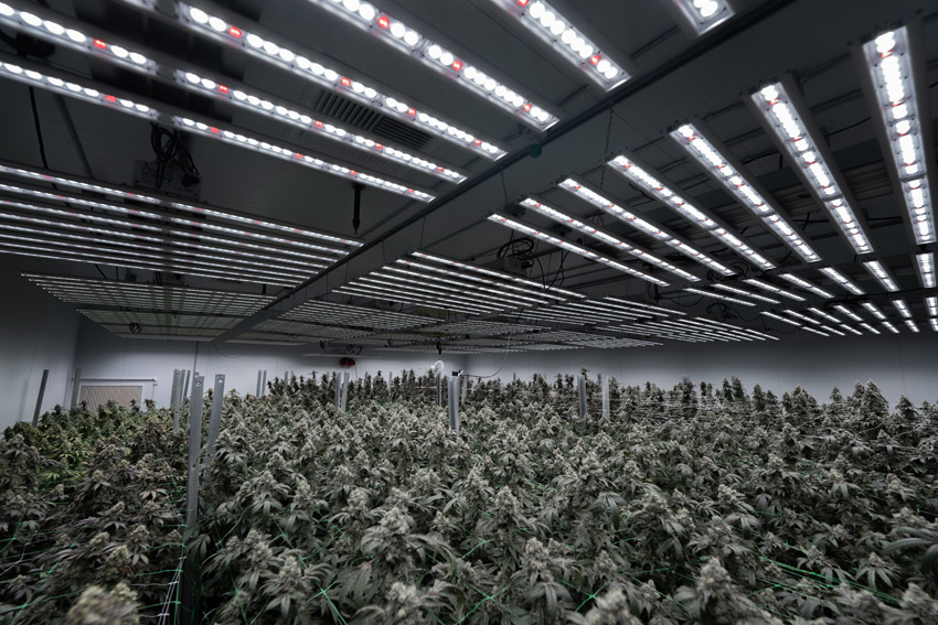 Healthy Potent Cannabis That Passes Heavy Metal Testing Every Time Healthy Potent Cannabis That Passes Heavy Metal Testing Every Time