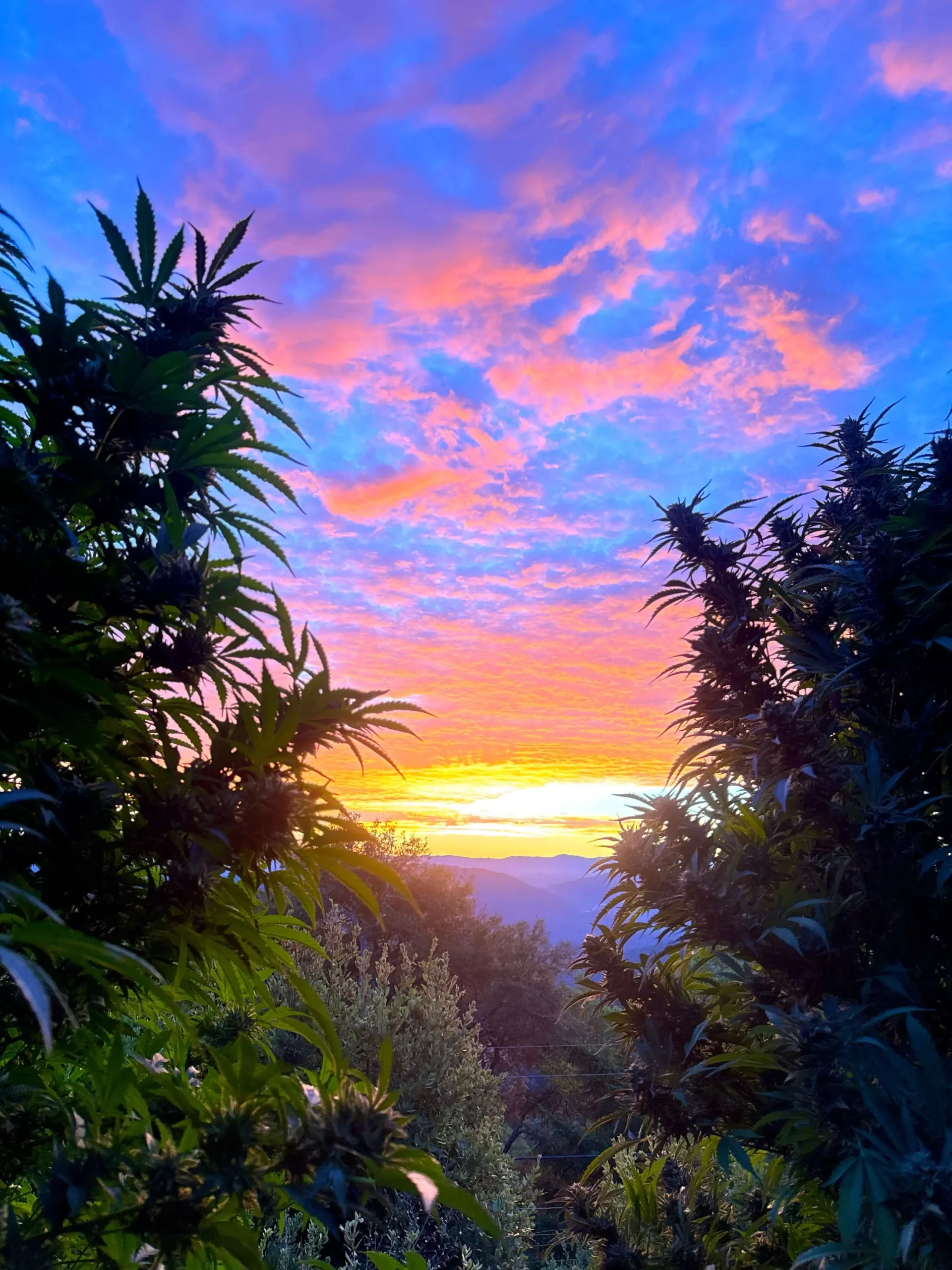 Cannabis plants during a colorful sunset