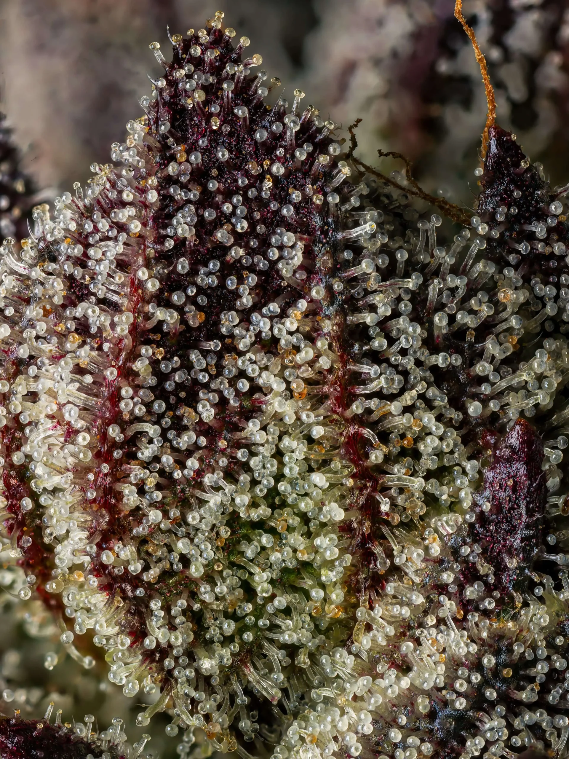 Macro close-up of cannabis trichomes