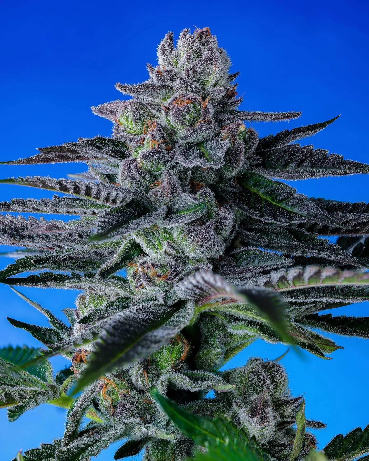 Frosty cannabis buds