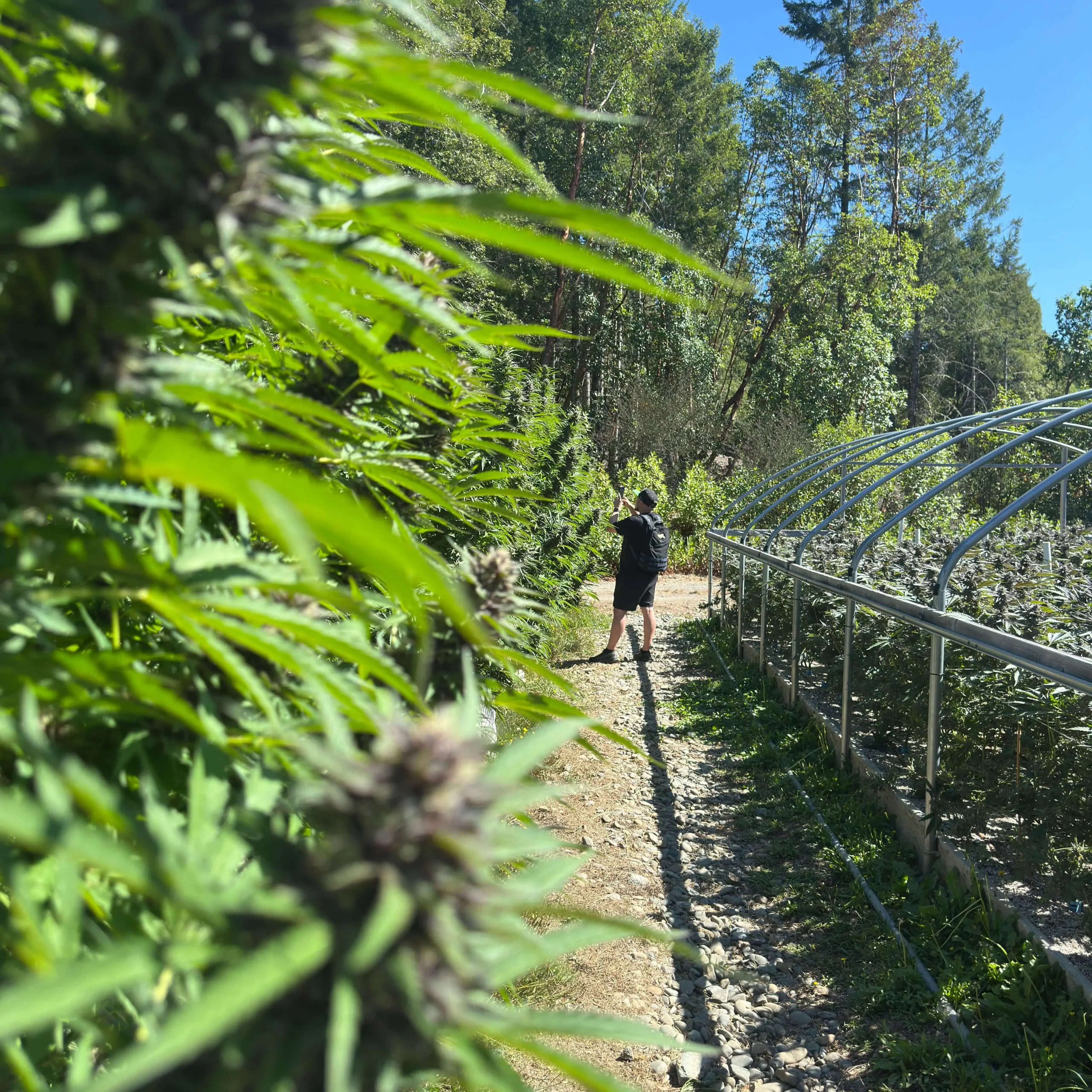 Outdoor cannabis cultivation at Ridgeline Farms