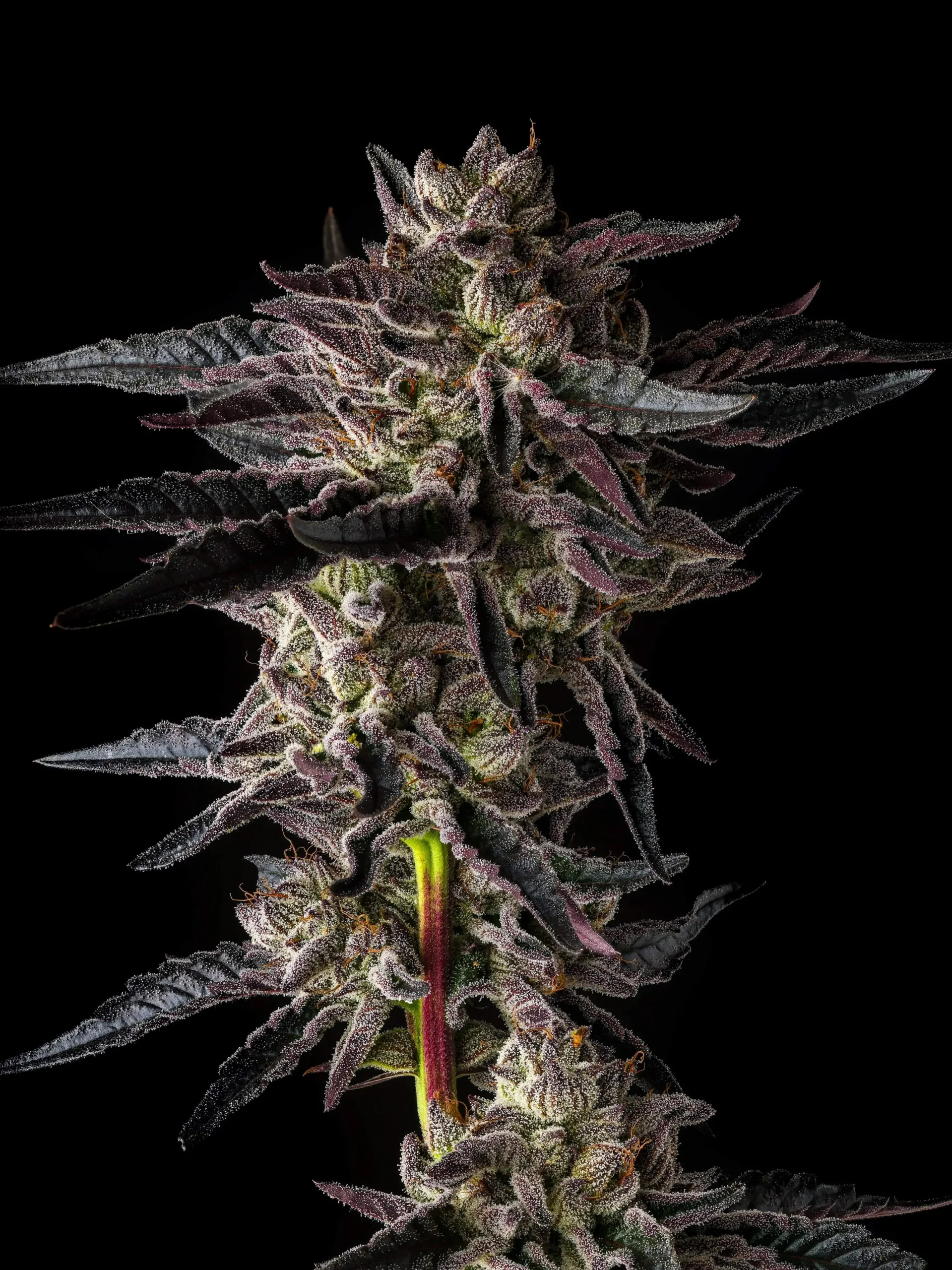 Close-up of dense purple cannabis buds