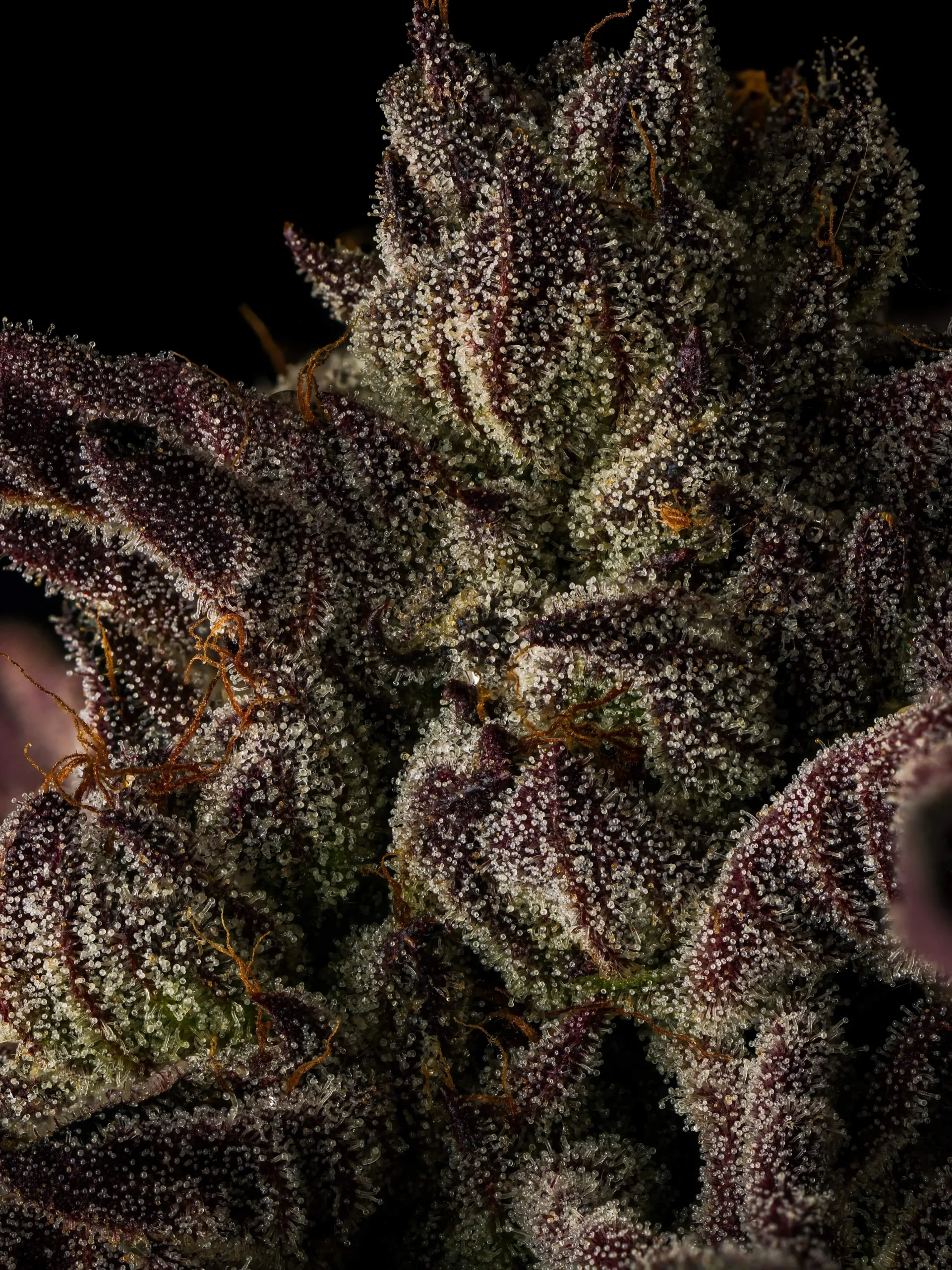 Trichome-rich purple cannabis flower