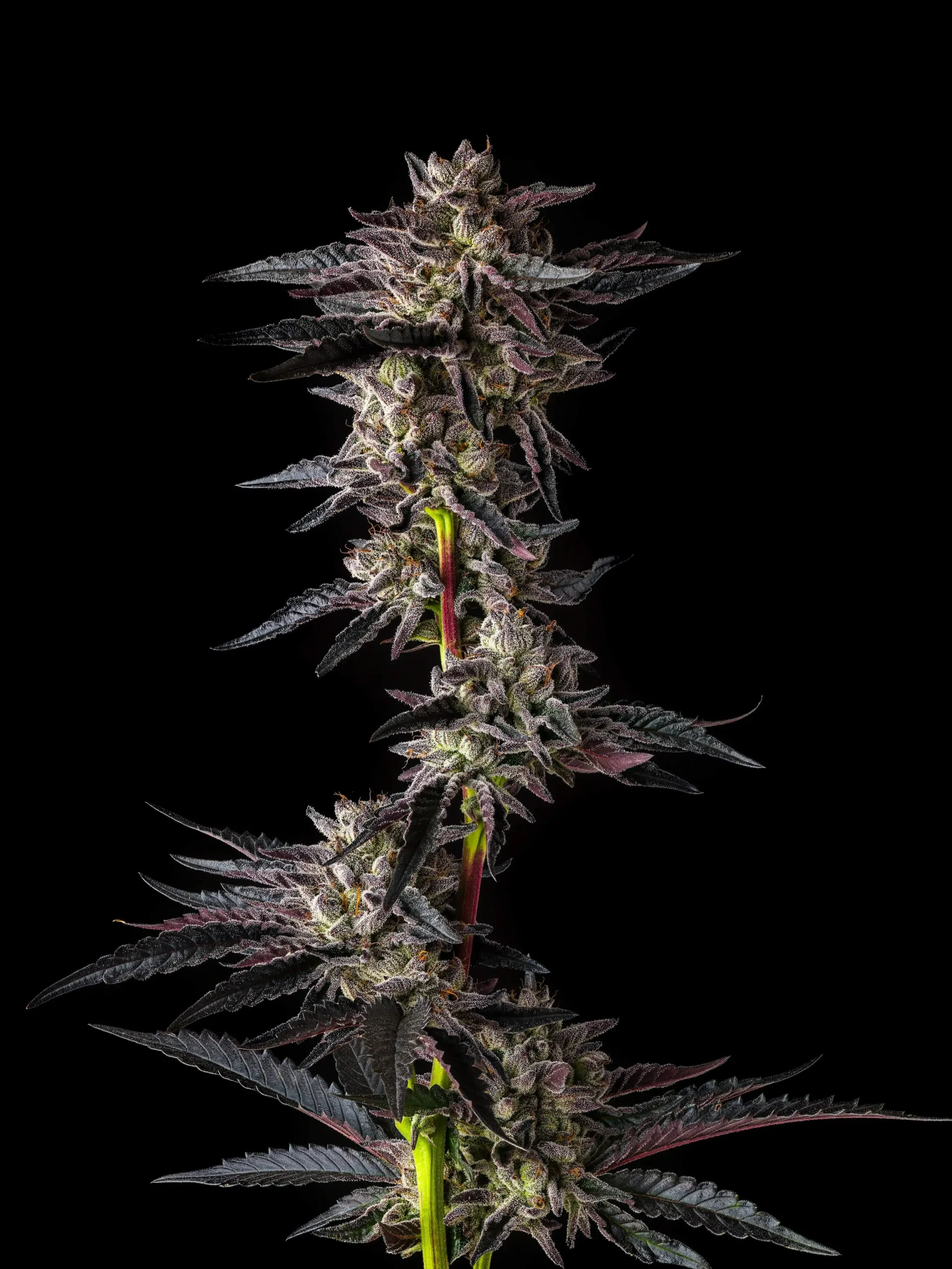 Purple cannabis plant with dense, resinous buds